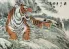 Chinese Tiger Taking a Rest