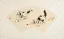 Fan-Style Kittens Painting