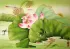 Frogs and Lily Flowers Painting