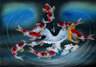 Nine Koi Fish Blue Dreams Painting
