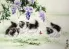 Kittens at Play - Asian Painting