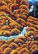Harvesting Mountain Fruit - Folk Art Painting