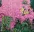 Birds and Flowers Painting