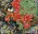 Birds and Flowers Painting