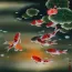 Nine Koi Fish and Lotus Flowers Painting