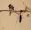 Bird on a Branch Painting