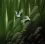Summer Flight - Asian Art Painting