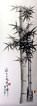 Charcoal Bamboo Drawing