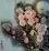 Natural Beauty - Flowers Painting