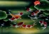 Nine Koi Fish Masterpiece Painting