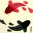Yin Yang Koi Fish Painting